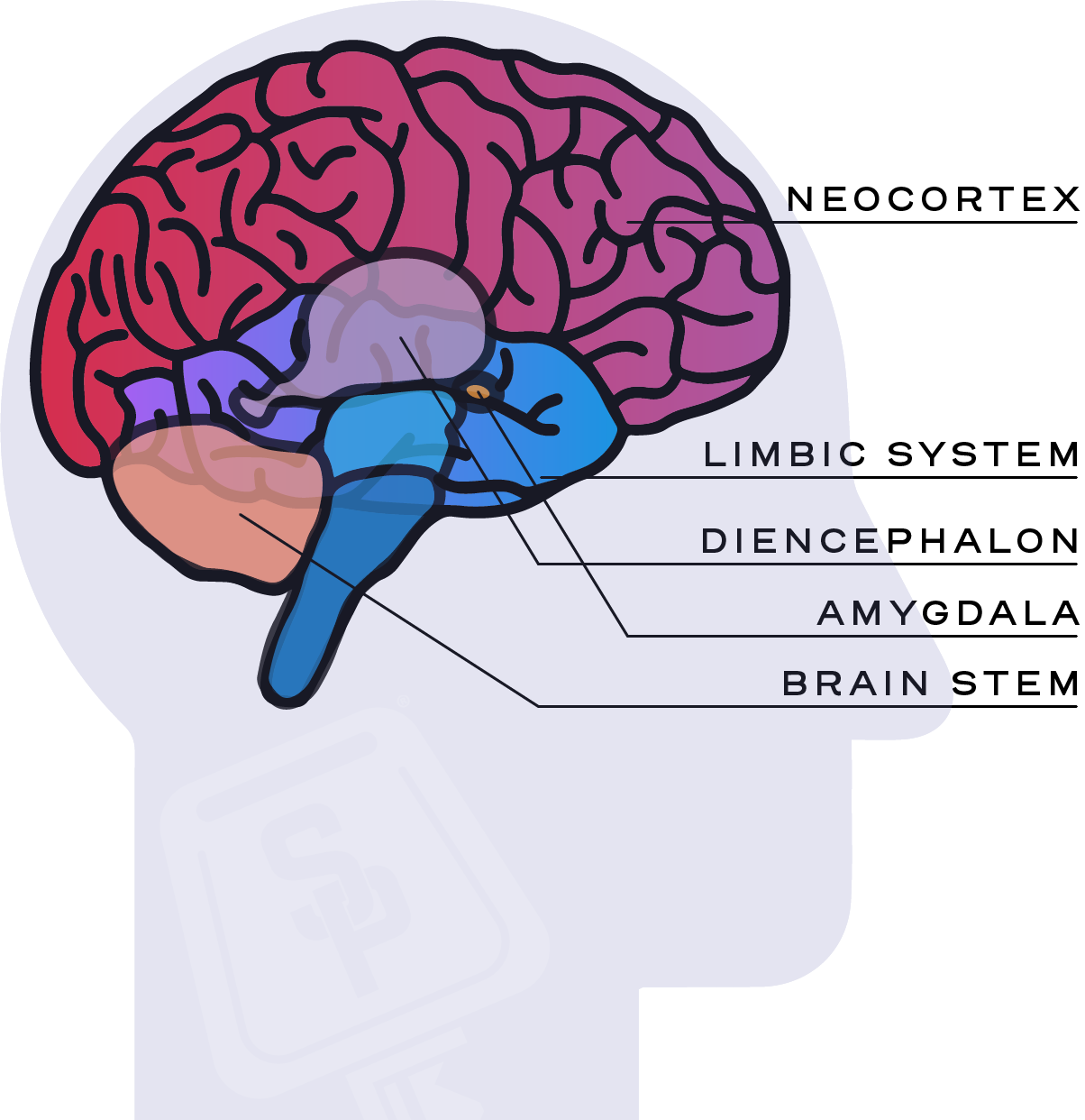What Movement Does For Your Brain